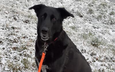 Luna im Schnee