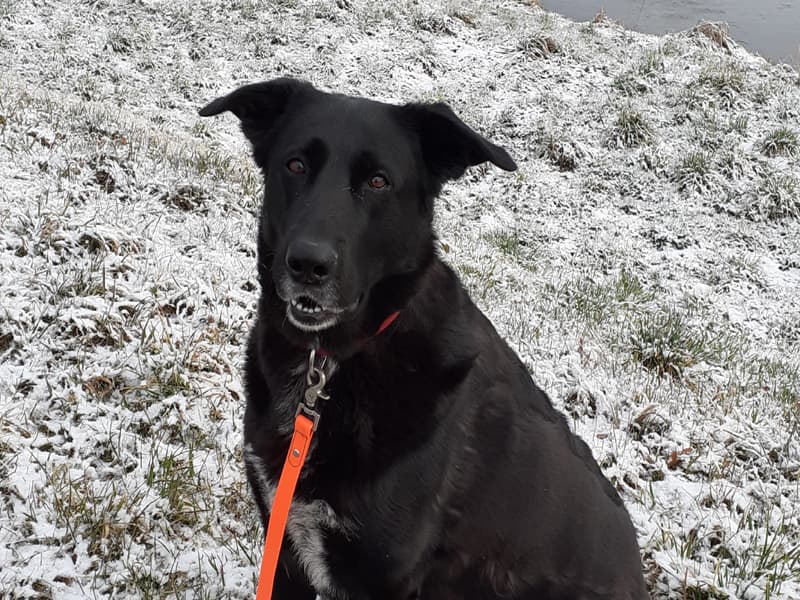 Luna im Schnee