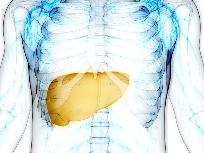 Die Leber - Susanne Bernegger-Flintsch